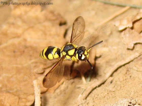 Ground Digger Wasp
