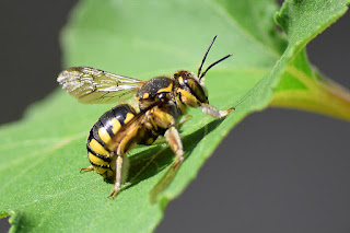 abeja-cardadora-anthidium-florentinum-