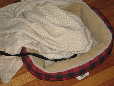 the dog bed and towel with no dog in sight because he is asleep under the towel