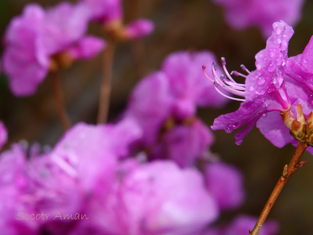 Rhododendron dilatatum