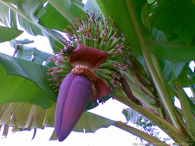 lotus banana