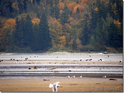 Gulls