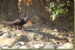 Oyster Catcher