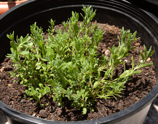 3-month-old lavender