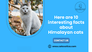 Himalayan Cats for Sale