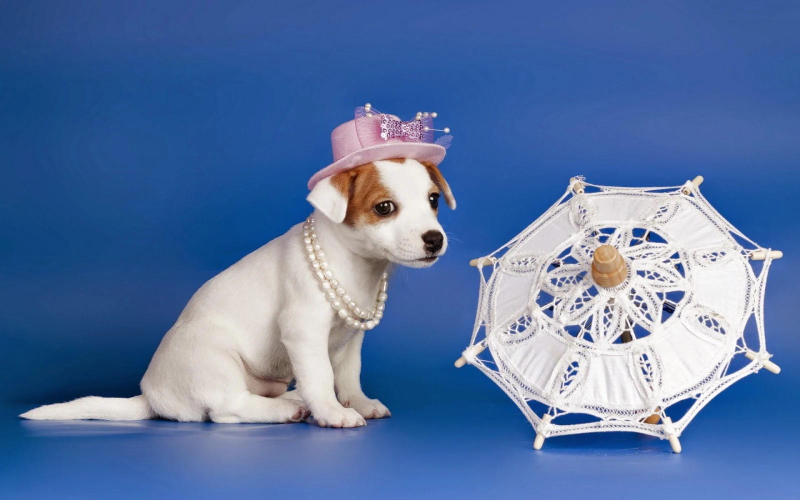 Hond op de foto met hoedje en parasol