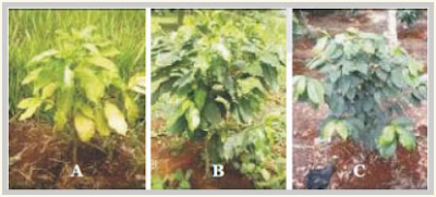 Gambar2. Tanaman kopi tanpa pelindung (A), dengan pelindung (B), pelindung terlalu rapat (C)