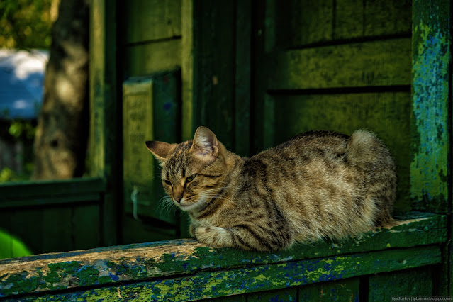 Кот лежит на подлокотнике