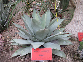 sukulenty agawa