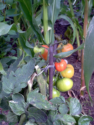 Red and green tomatoes growing