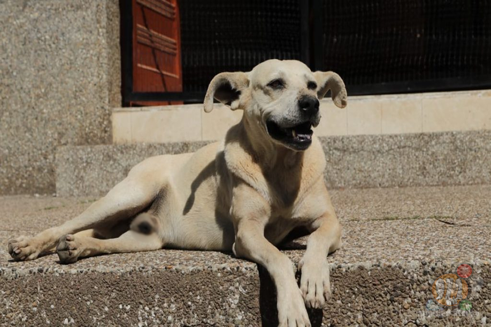 En Caldas esperan la creación de las Juntas Defensoras de Animales en los 27 municipios. Ley 5 de 1972.