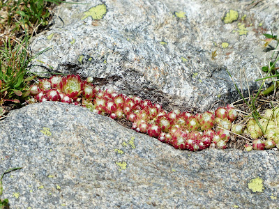 https://pixabay.com/pl/photos/spider-web-rojnik-kwiat-kwiat-alpine-177263/