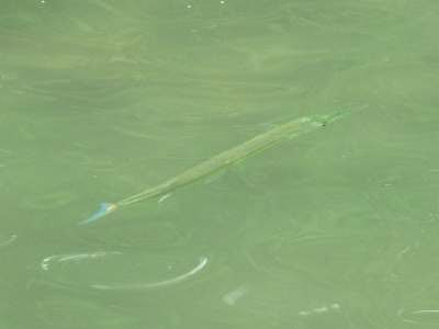 Slender needlefish (Strongylura leiura)