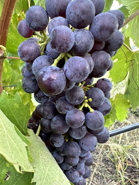 rossese grapes of liguria