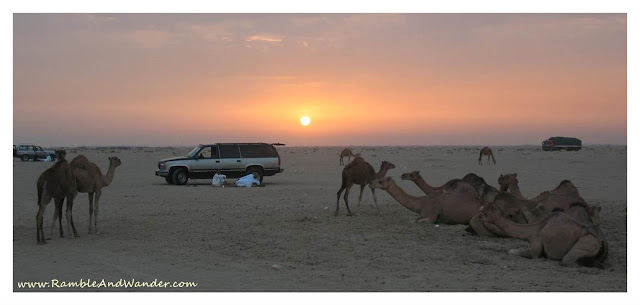Camel farm outside Jeddah Saudi Arabia