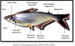 KLASIFIKASI DAN MORFOLOGI IKAN PATIN SIAM