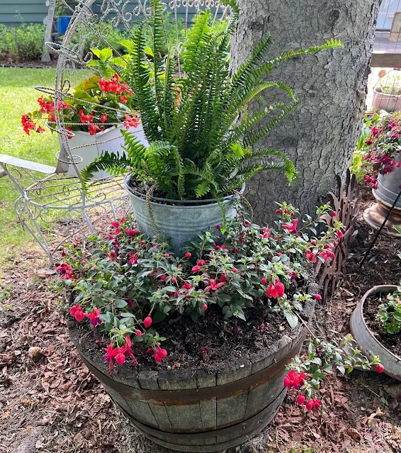 Photo of a Kimberley Fern & fuchsias.