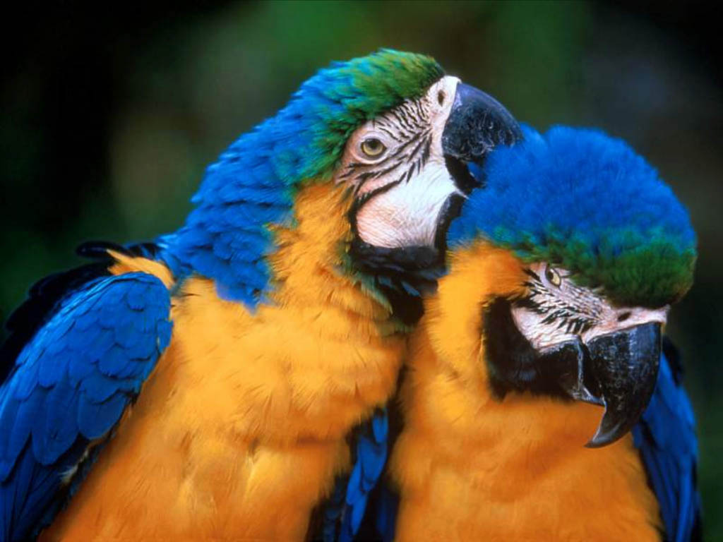 Pair Love Bird Wallpaper