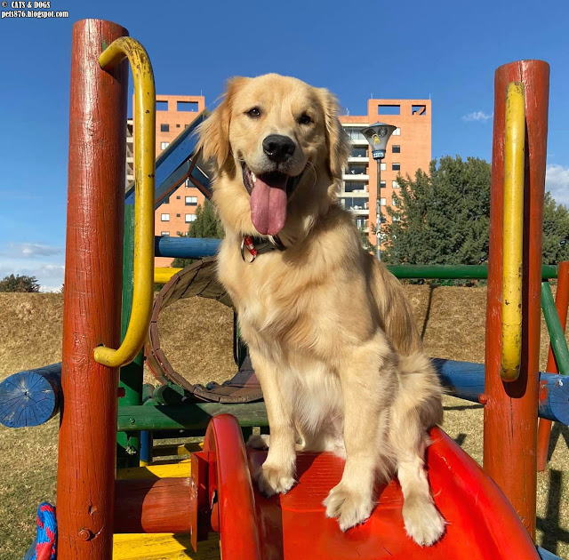 golden retriever