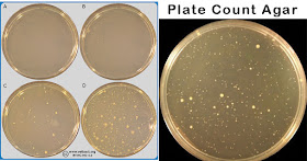 Plate Count Agar (PCA)