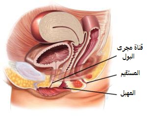 التهاب-المثانة-مجاري-البول