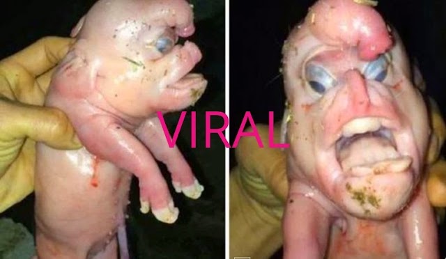 Viral: Strange Piglet's With A Features Of A Human Face