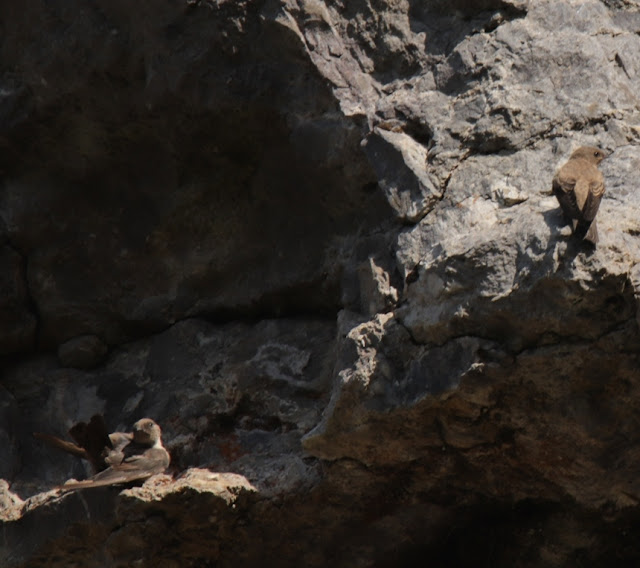 Avion Roquero (Ptyonoprogne rupestris)