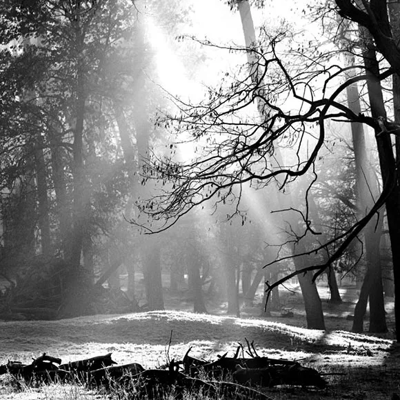 Black and White Forest Wallpaper Engine