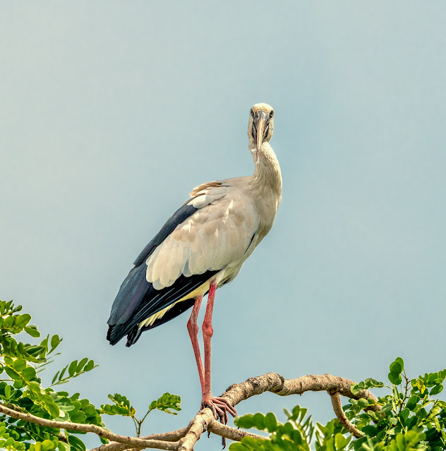 Asian Openbill Bird