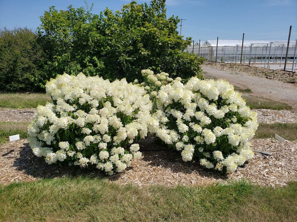White Panicle Hydrangea