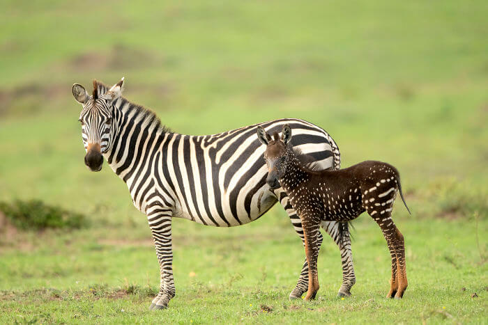 Rare Baby Zebra Was Born With Spots Instead Of Stripes, And It Stole Our Hearts