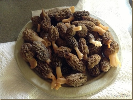 morels