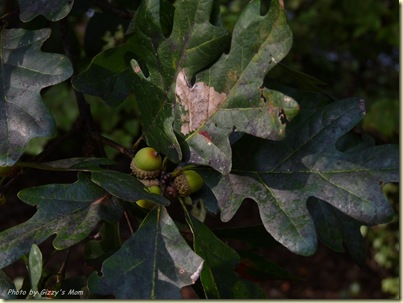 acorns