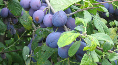 Damson Fruit Health Benefits