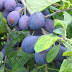 Damson Plum Fruit Health Benefits