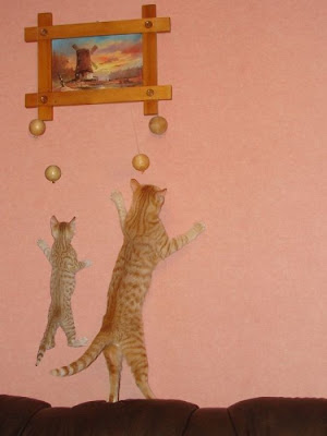 Cats Seen On www.coolpicturegallery.us