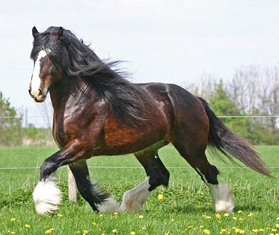 Shire Horse_associazione_mammagatta