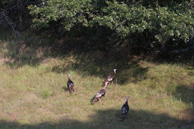 four tom turkeys fleeing paparazzi