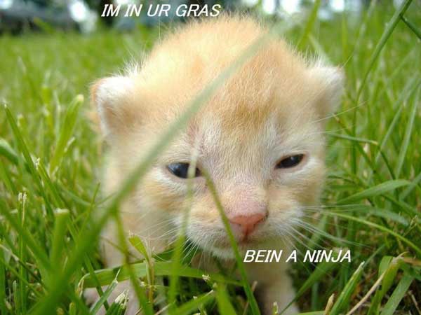 [catninja.jpg]