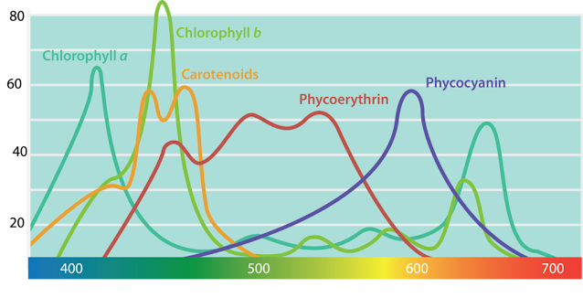Absorption spectra of bacterial photosynthetic pigments