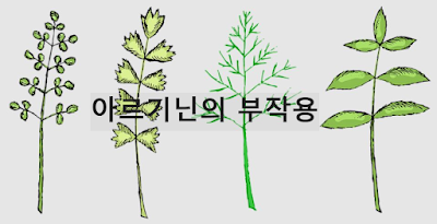 아르기닌 부작용