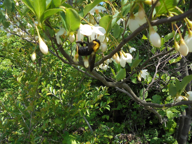 エゴの木の花の蜜を吸うくまんばち