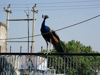 Peacock in Diu