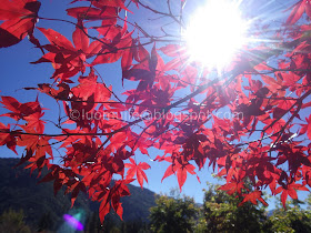 Wuling Farm maple autumn foliage