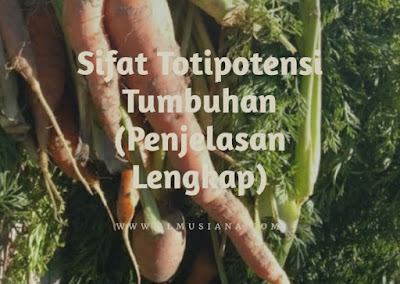  Tahukah kamu apa yang dimaksud dengan sifat totipotensi Sifat Totipotensi Tumbuhan (Penjelasan Lengkap)