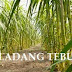 KOSTING - TEBU
