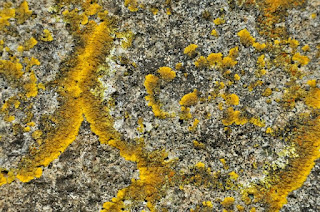 Lichen on a gravestone