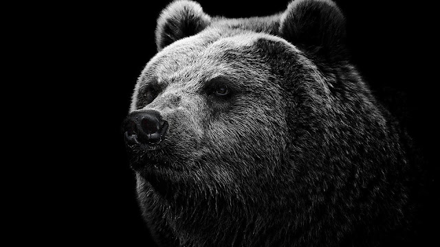 Black Background Black Bear HD Wallpaper