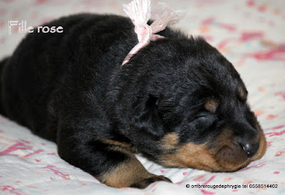 chiot femelle beauceron réservée