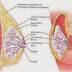 Tips Cegah Kanker Payudara